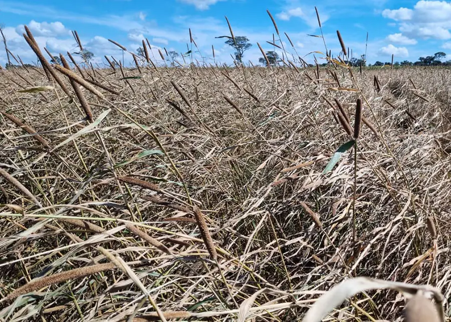 Parcela de abonos verdes previo al manejo con segadora